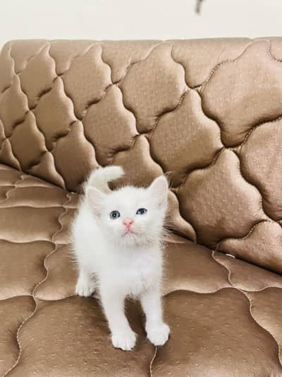 Persian kittens