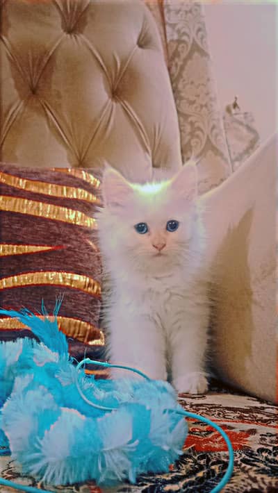 White female kitten