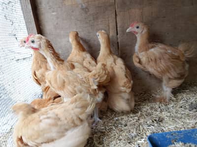 golden buff chick's and ayam cemani breeder
