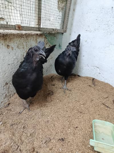 ayam cemani breeder female 2 pis