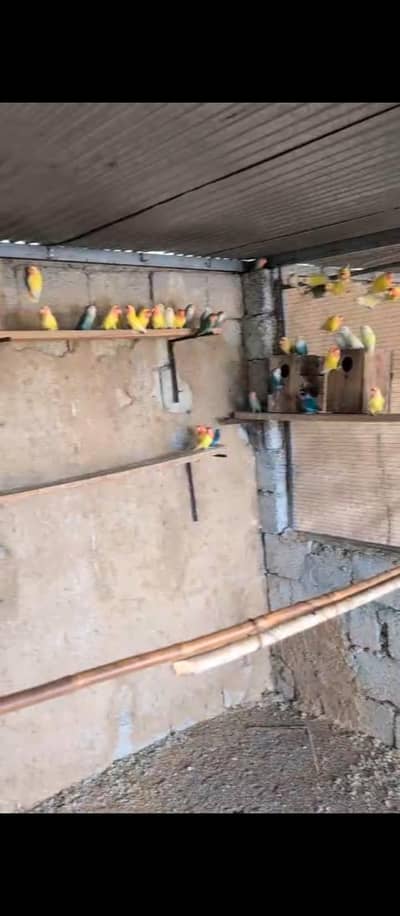 lovebird colony