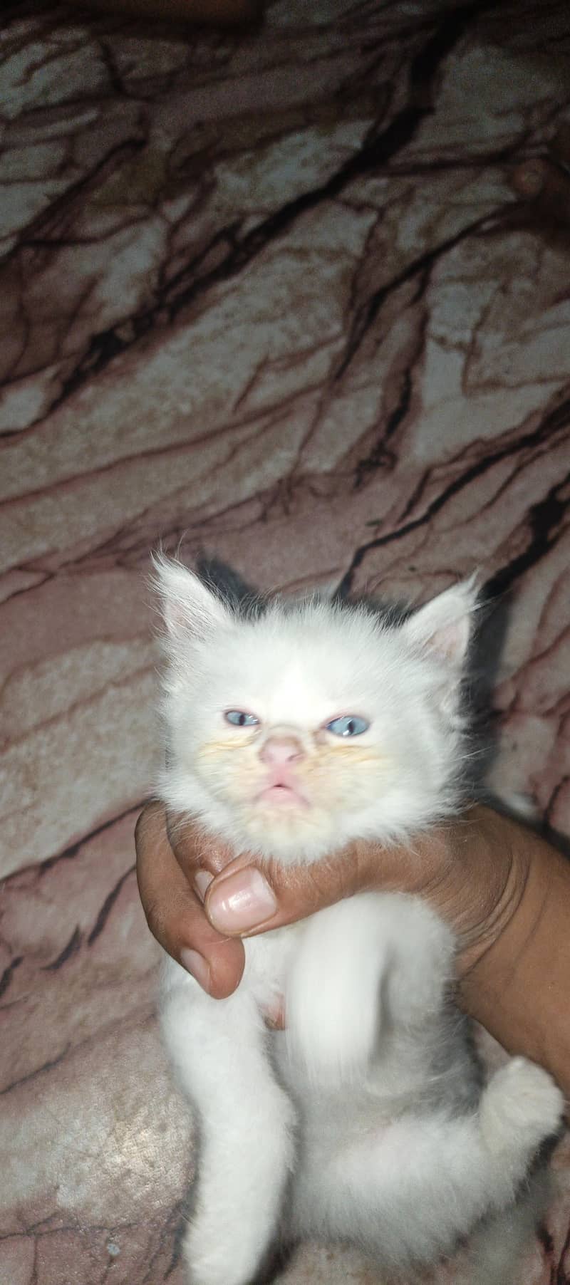 kitten 1