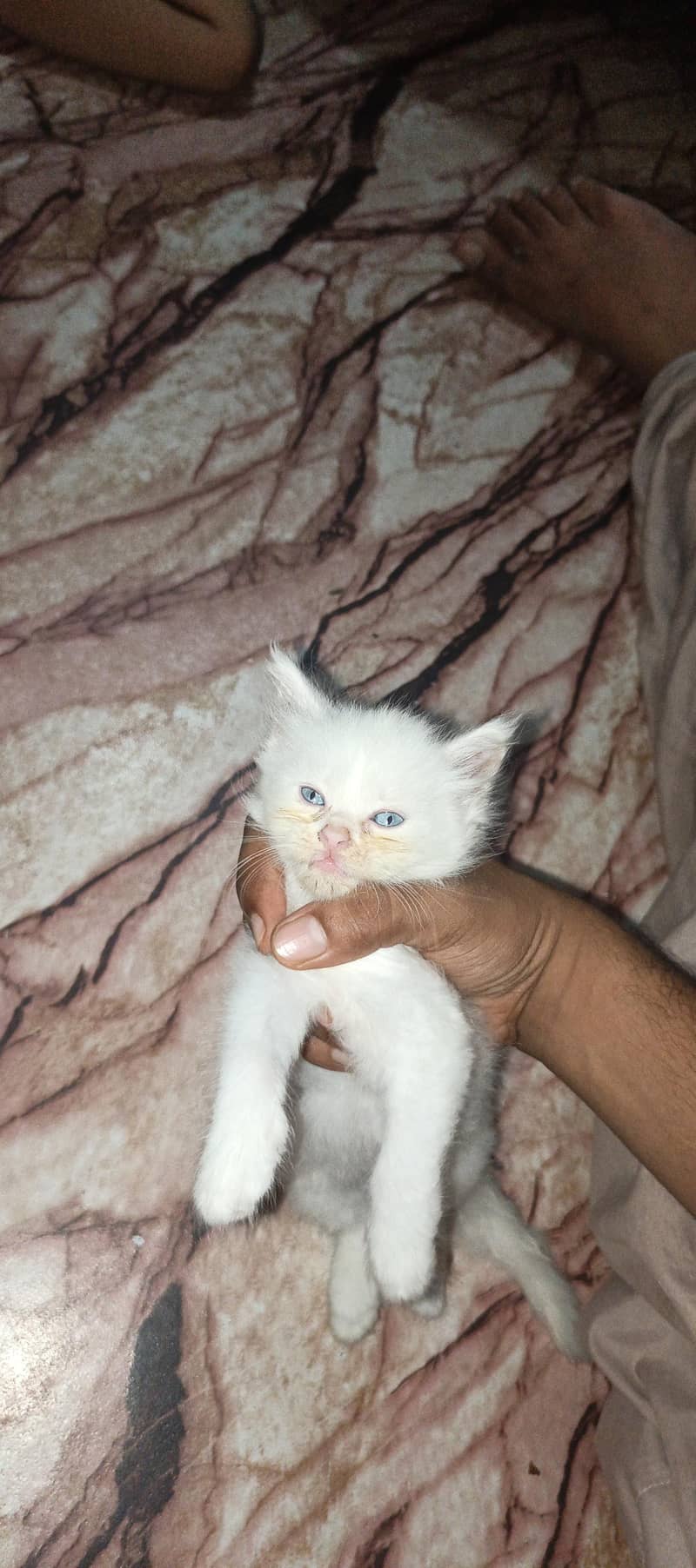 kitten 2