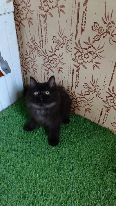 Jutt Black Persian kitten(Triple Coated) (Cash on Delivery)(Karachi)