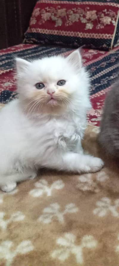 Cute Persian kittens Available — Healthy & playful