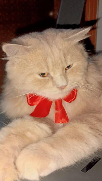 male cat argent sell