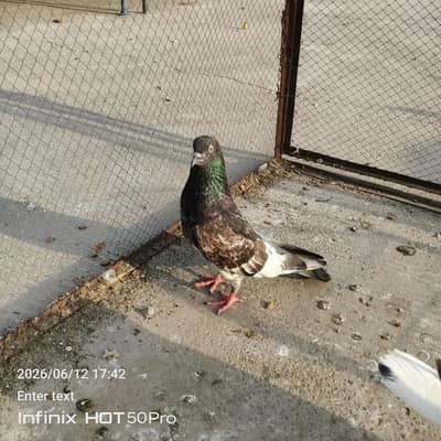Mail female pair