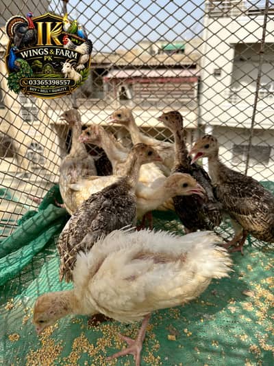 Turkey  Chicks Quality Birds