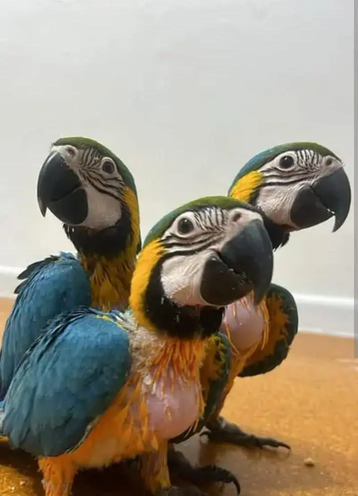 blue and gold macaw parrot for sale — photo 2