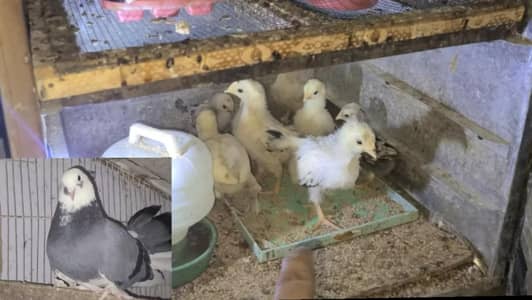 Light Sussex | ayam cemani | buff