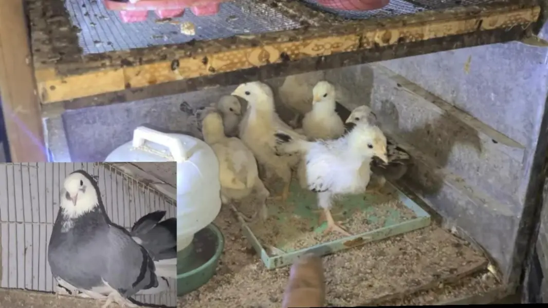 Light Sussex | ayam cemani | buff
