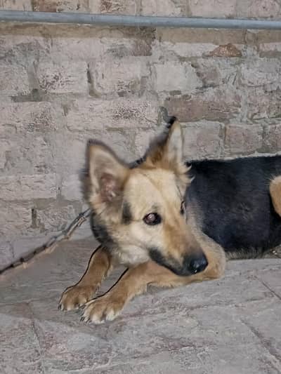 Alsatian female for sale