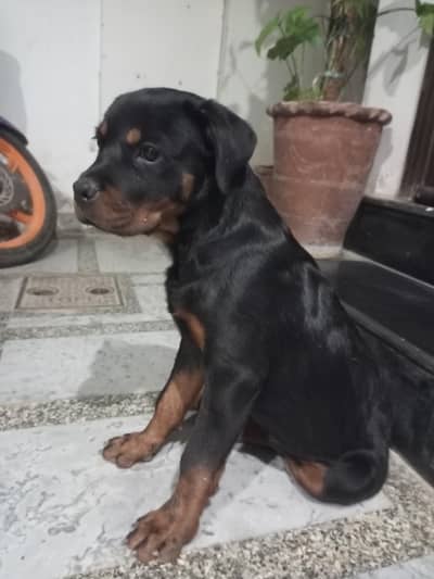 Rottweiler Puppy