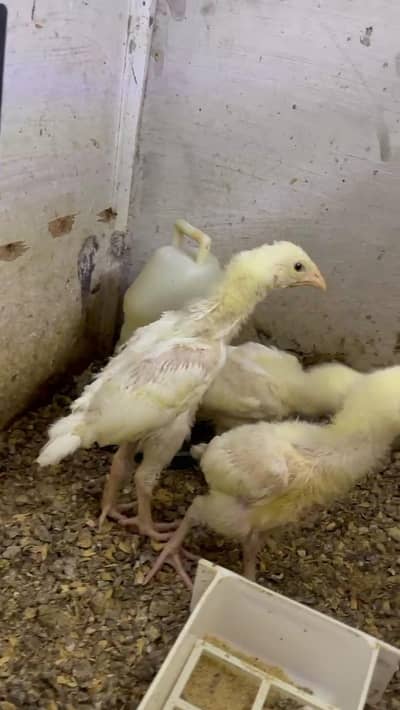 HEERA ASEEL CHICKS | MALE | FEMALE | PAIR | ASEEL