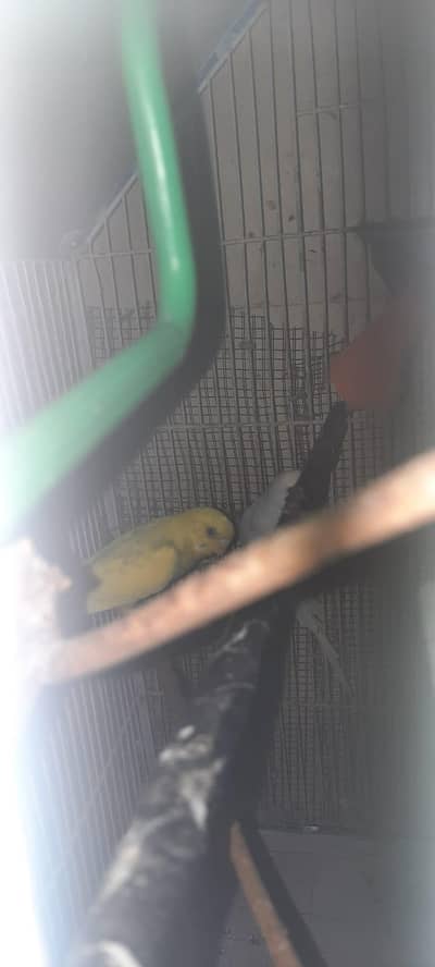 budgies