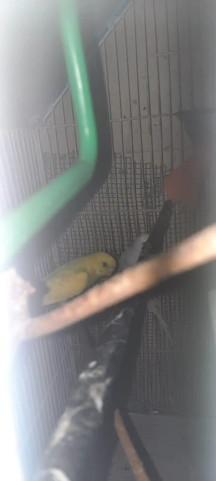 budgies