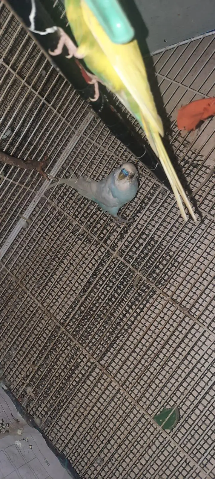 budgies — photo 3