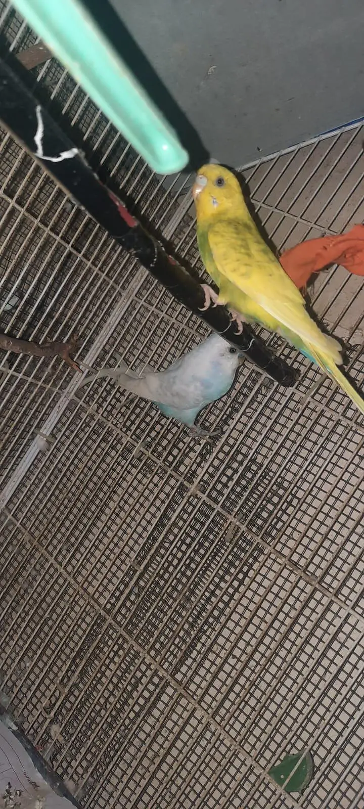 budgies — photo 5