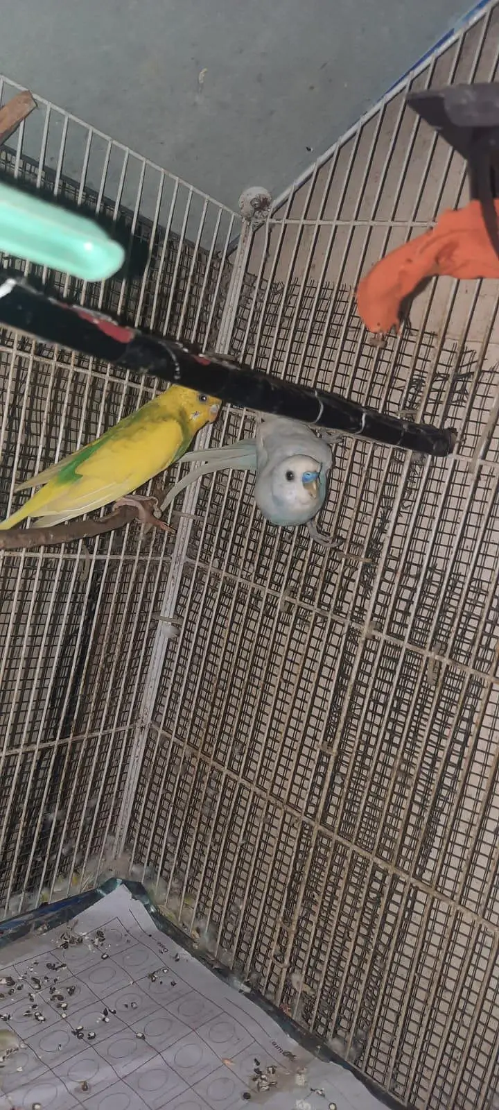 budgies — photo 6