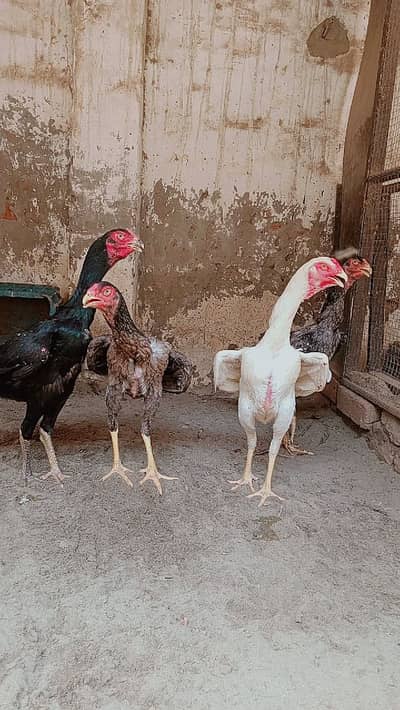 Aseel Shamo | White Shamo | Black shamo | Blue shamo | Aseel female