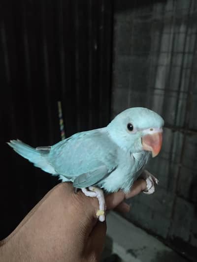 Blue  Khata  Chik