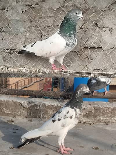 pigeons for sale