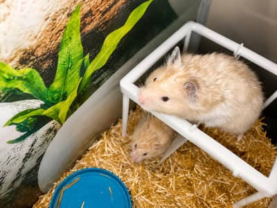 Adult Breeder Pair Hamsters For Sale