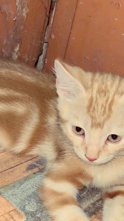 persion cats
