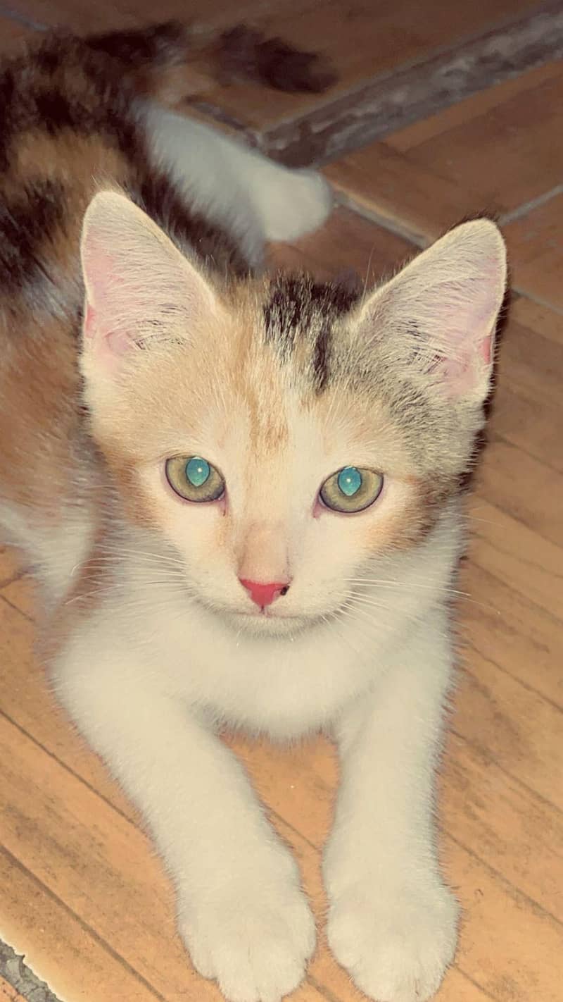 persion cats 2