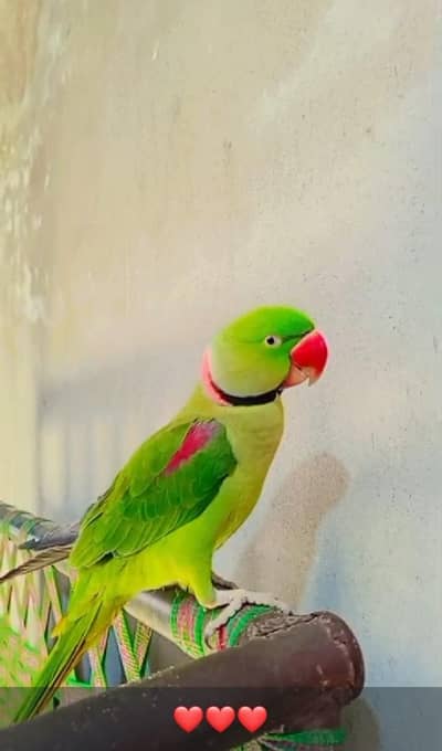 Raw Parrot