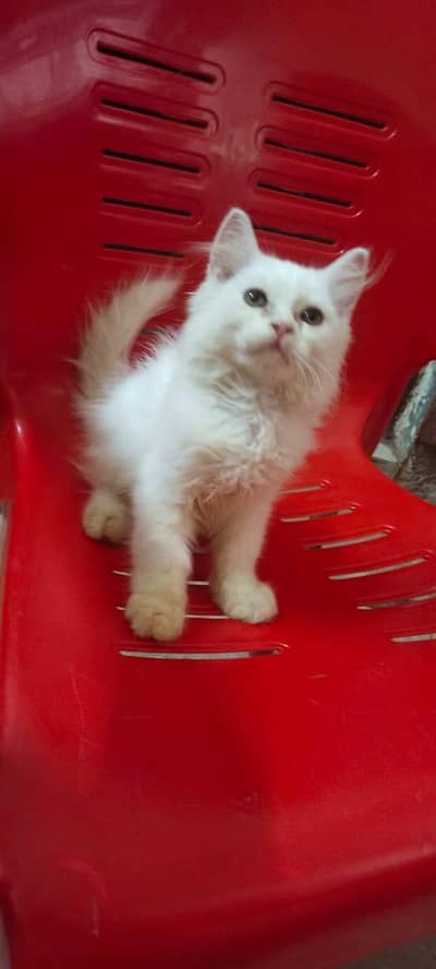 Persian cat