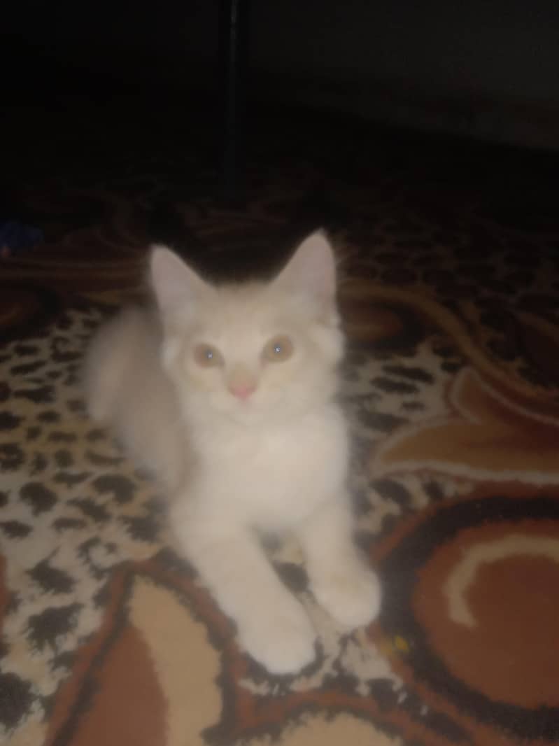 bron cat 0