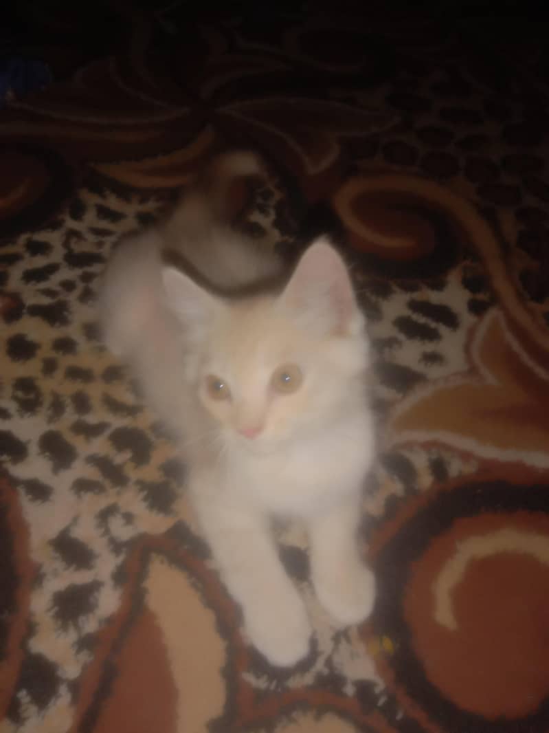 bron cat 1