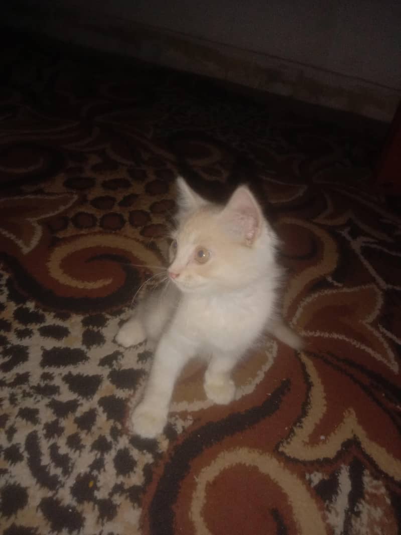 bron cat 2
