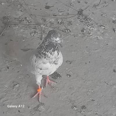 very high quality of pigeons