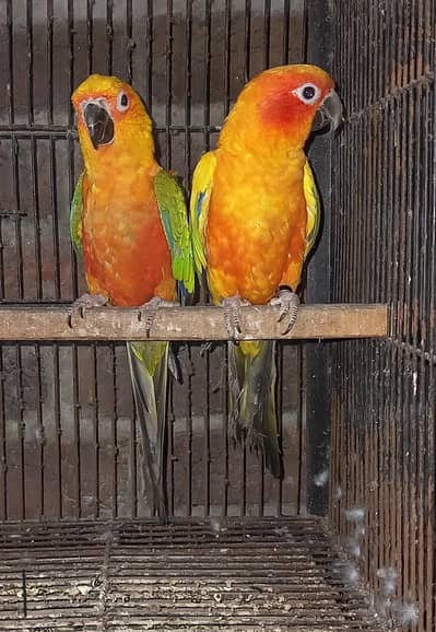 Sun conure male janday conure female breader pair