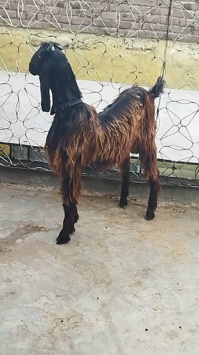 Nacha bakra for sale