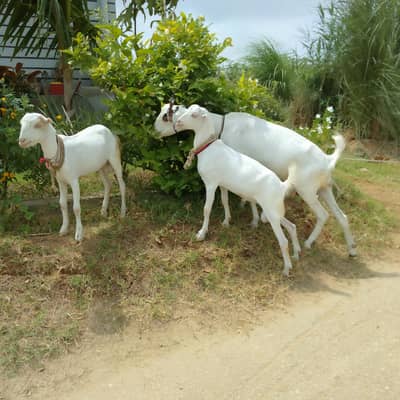 Goats for sale with two male kids white eye