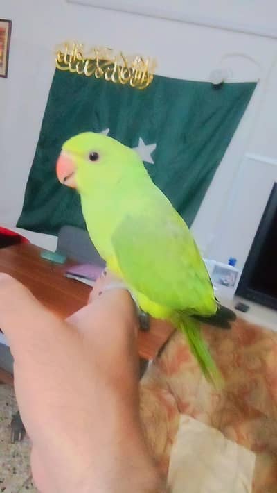 Green ringneck parrot handtame chick