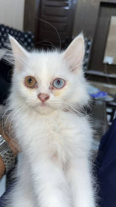 Persion kitten for sale