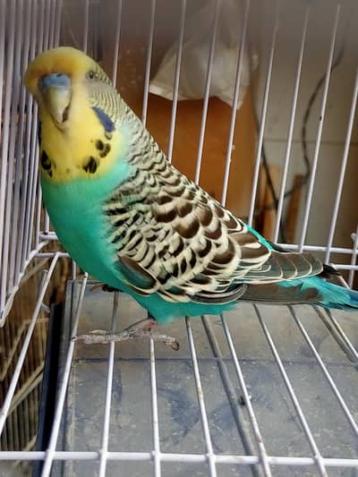 Budgies King Male