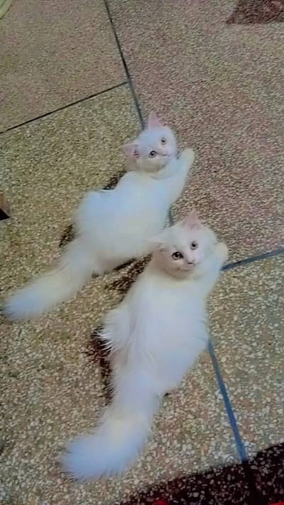 CATS white Persian cats male and female