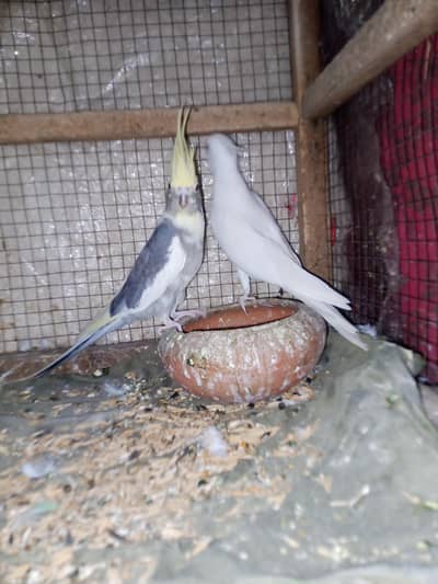 top Quality cocktail breeder pair