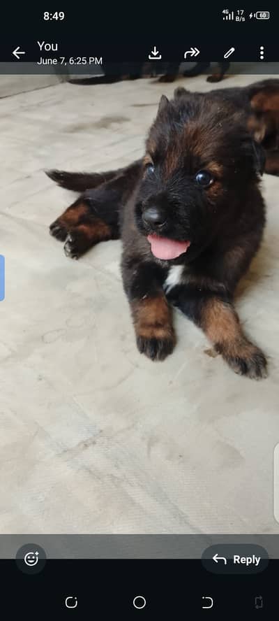 Black brown, black, and light brown black, Available in three