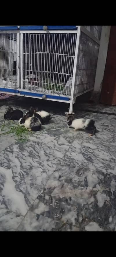 dessi rabbit
