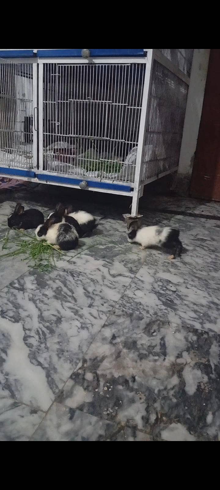 dessi rabbit 0