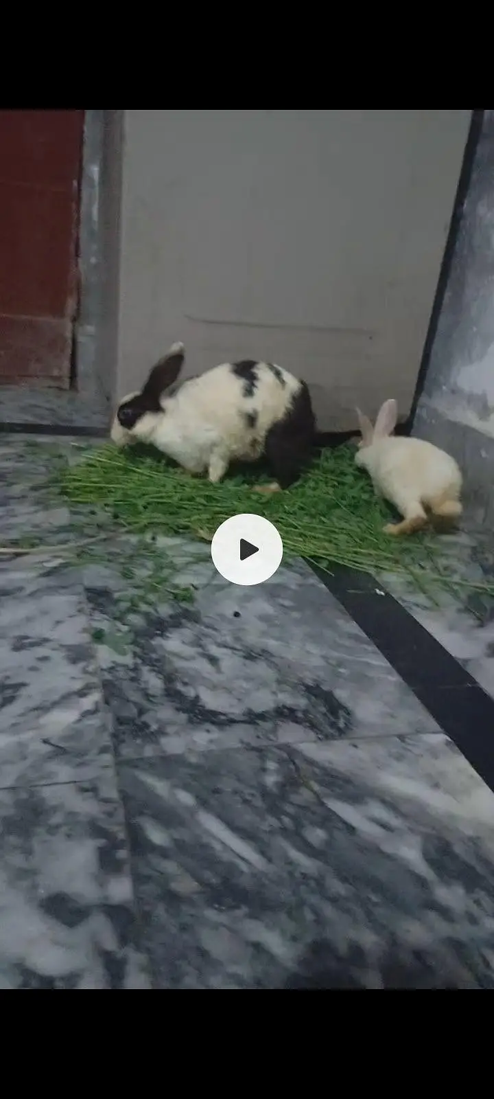 dessi rabbit — photo 2