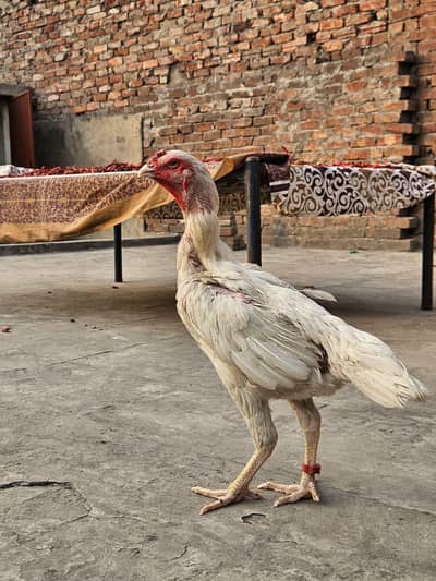 Shamo Aseel Female Breeders Sale - Healthy & Pure Bloodline (Lahore)