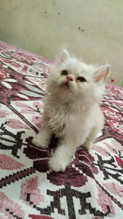 Swaat kitten is looking for a loving forever home!