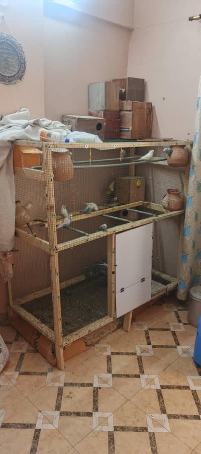 birds setup